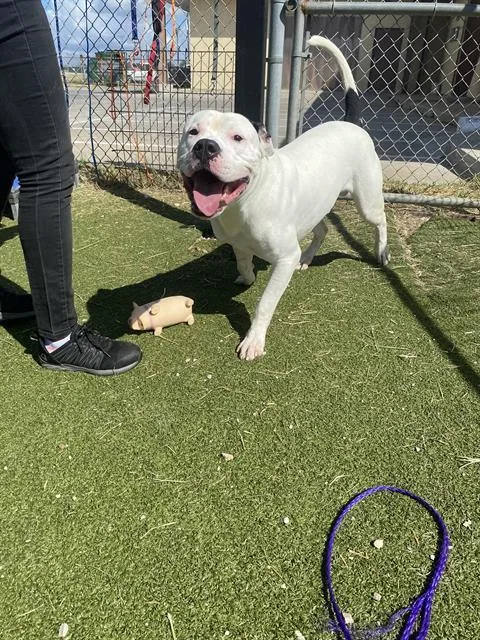 An adult large-sized male Pit Bull Terrier dog named Chase for adoption in Pasadena, TX