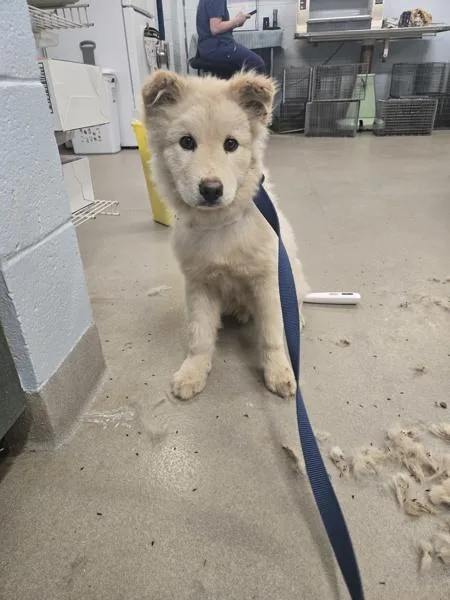 A baby small-sized male Siberian Husky dog named Franken Berry for adoption in Millersville, MD