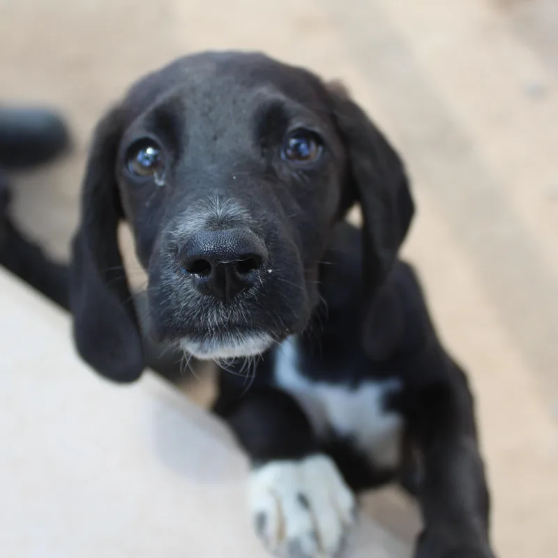 A baby medium-sized male Black Spaniel dog named Hunter for adoption in Yucca Valley, CA
