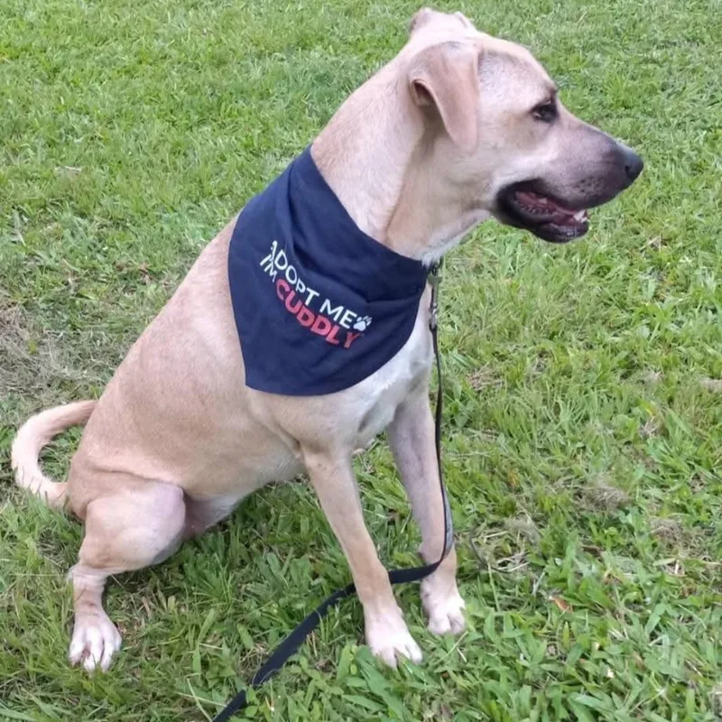 Sandy "elegant & Loveable!" thumbnail 2