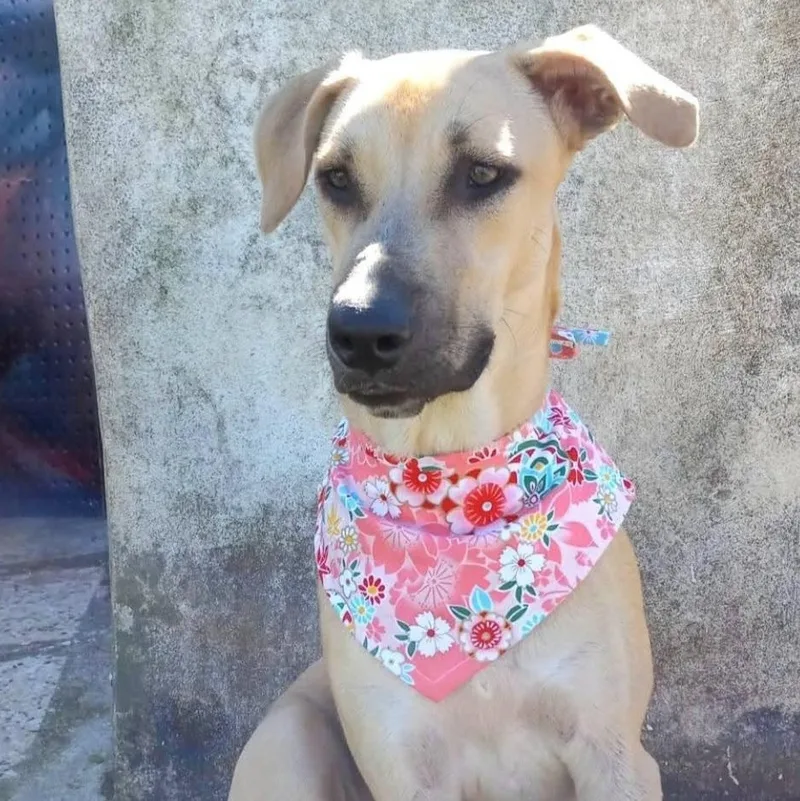 Sandy "elegant & Loveable!"