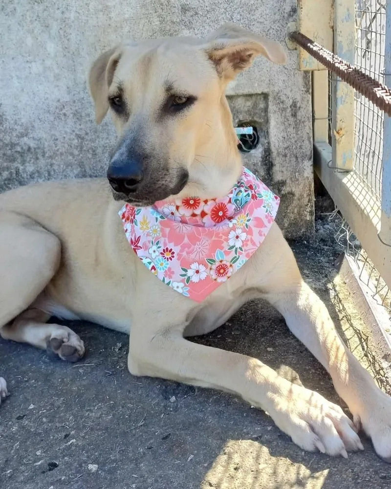 Sandy "elegant & Loveable!" thumbnail 4