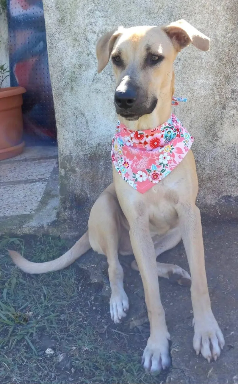 Sandy "elegant & Loveable!" thumbnail 5