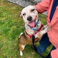 An adult medium-sized female Brown / Chocolate Cattle Dog dog named Cindy for adoption in Dover, NH