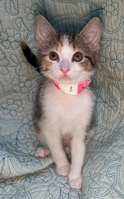 A baby medium-sized female Domestic Short Hair cat named Biscuit for adoption in Wetumpka, AL