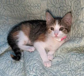 Biscuit thumbnail 2