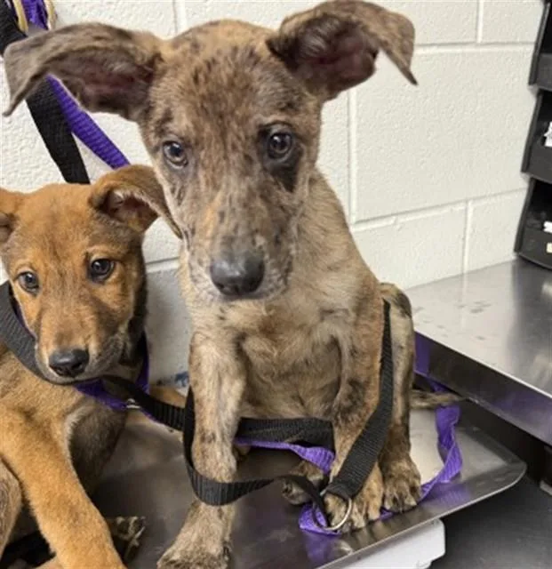 A baby small-sized female German Shepherd Dog dog named Blair for adoption in San Bernardino, CA