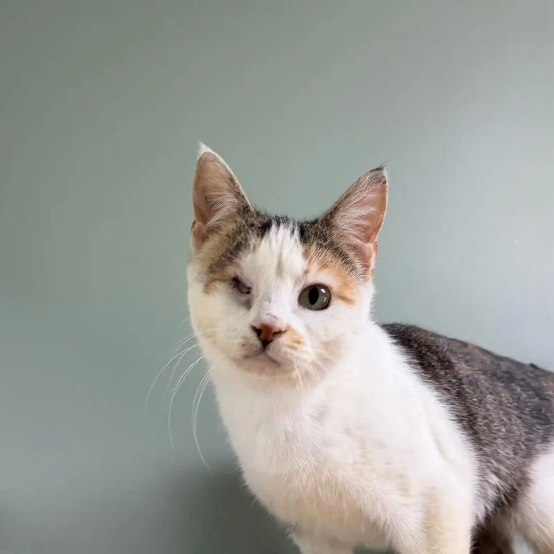 An adult small-sized female Domestic Short Hair cat named Tatiana for adoption in State College, PA