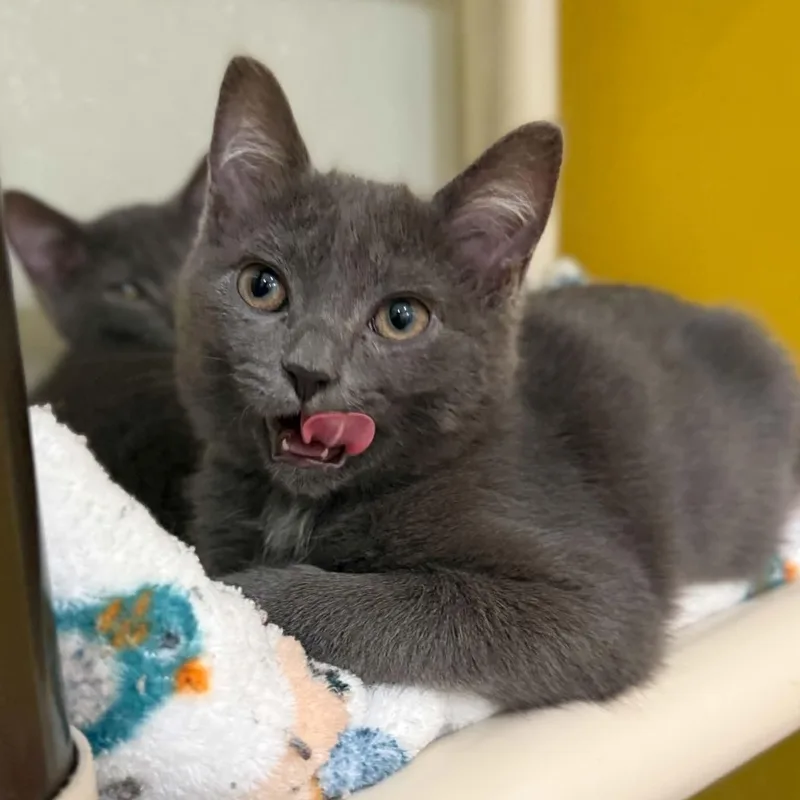 A baby medium-sized female Gray / Blue / Silver Domestic Short Hair cat named Armada for adoption in Penn Yan, NY