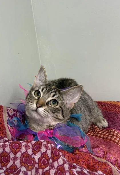 A baby medium-sized female Domestic Short Hair cat named Princess Peach for adoption in Picayune, MS