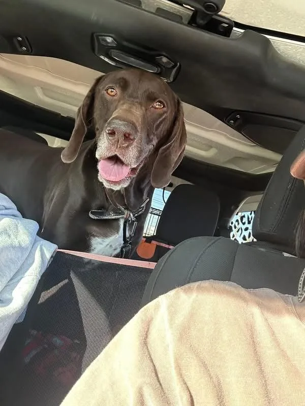 Charlie Charming Companion thumbnail 3