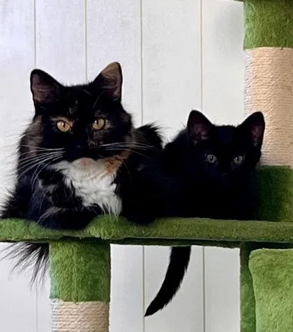 Pumpkin Spice thumbnail 2