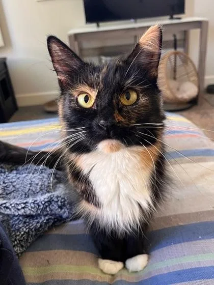 Pumpkin Spice thumbnail 3