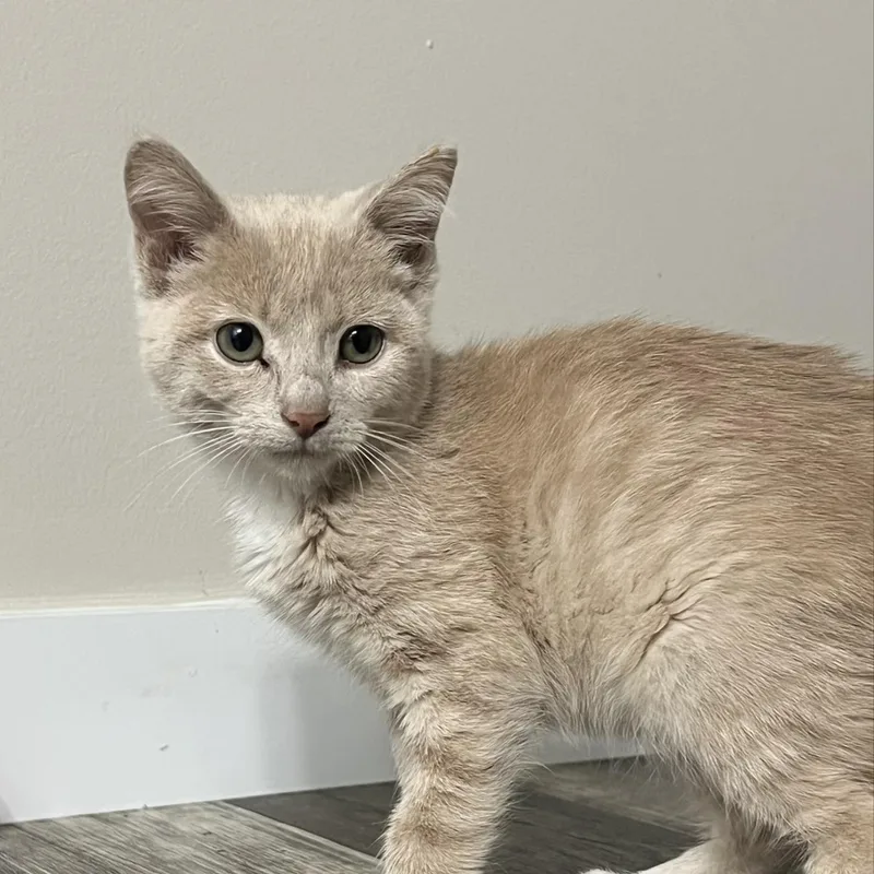 A baby small-sized female Domestic Short Hair cat named Blossom for adoption in Davisburg, MI