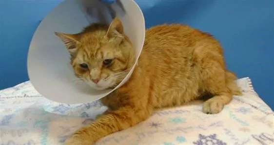 An adult medium-sized male Domestic Short Hair cat named Axwell for adoption in Gardena, CA
