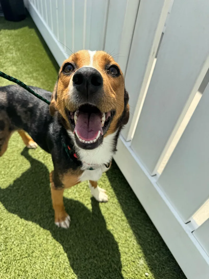 A young small-sized male Beagle dog named Benedict for adoption in O'Fallon, MO