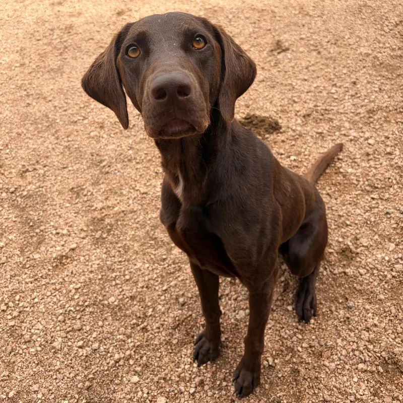 An adult medium-sized male Brown / Chocolate Pointer dog named Maverick KCAC . for adoption in Kerrville, TX