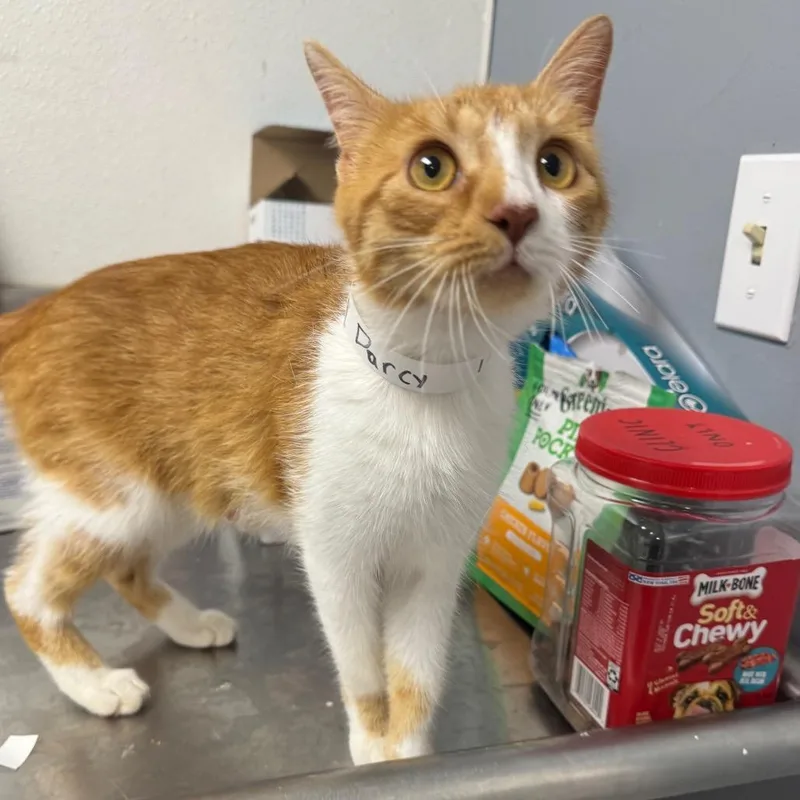 A young medium-sized female Orange / Red Domestic Short Hair cat named Darcy for adoption in Birmingham, AL