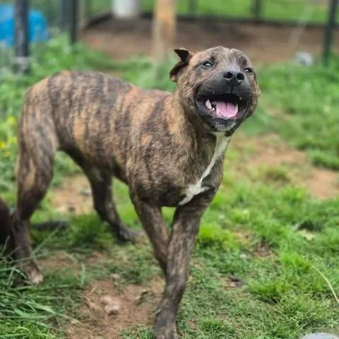 A young small-sized male Brindle Labrador Retriever dog named Gus for adoption in Dover, AR