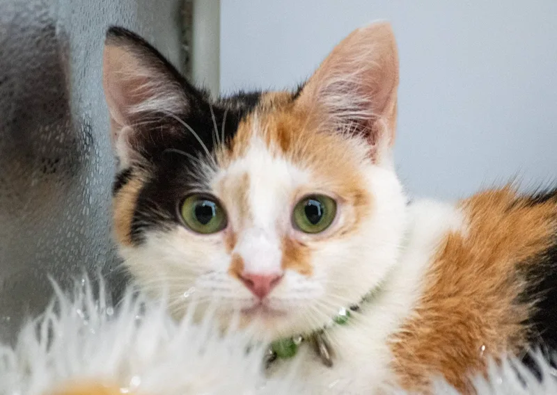 A young small-sized female Torbie Domestic Short Hair cat named Fajita for adoption in Sevierville, TN