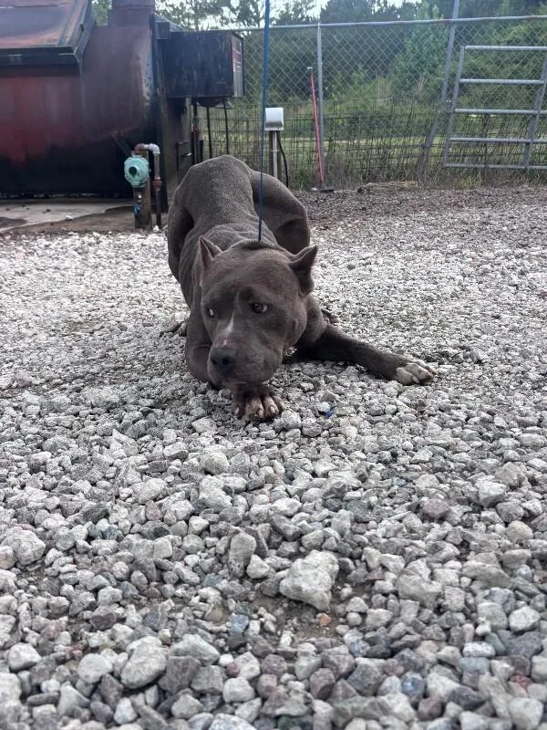 An adult medium-sized female Gray / Blue / Silver Pit Bull Terrier dog named Cyan for adoption in Burgaw, NC