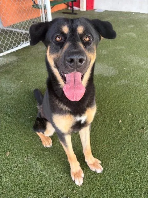 An adult large-sized male German Shepherd Dog dog named Bob for adoption in Miami, FL