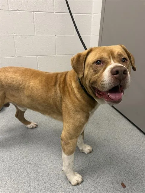 An adult medium-sized male Pit Bull Terrier dog named Nico for adoption in Indianapolis, IN