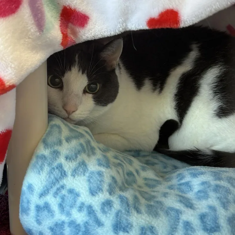A senior large-sized female Domestic Short Hair cat named Ella for adoption in Dover, NH