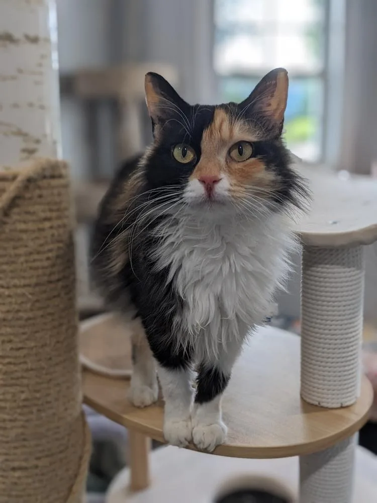 An adult medium-sized female Calico cat named Cricket for adoption in Lewisburg, TN