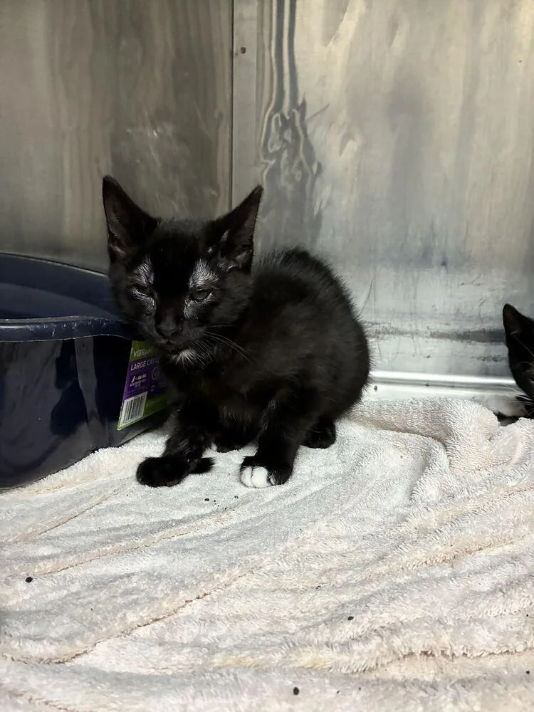 A baby small-sized male Black Domestic Short Hair cat named Muffin for adoption in Marietta, GA
