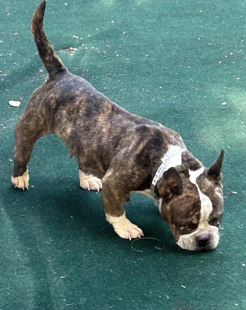A young small-sized female American Bully dog named Moonstone for adoption in Lake Worth, FL