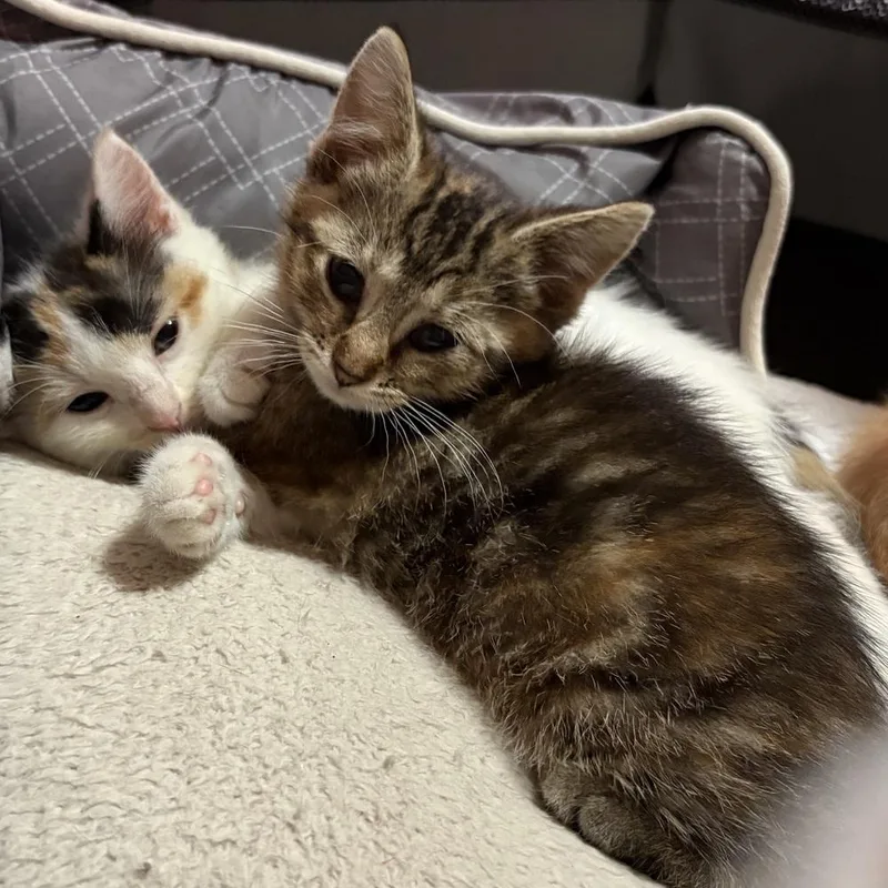 A baby small-sized female Gray / Blue / Silver Domestic Short Hair cat named Bacon for adoption in Chicago, IL