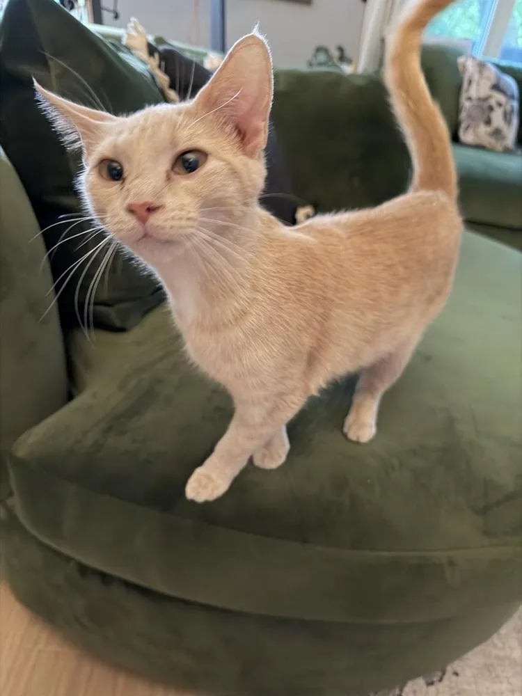 A young small-sized female Tabby (Orange / Red) Domestic Short Hair cat named Sorbet for adoption in Union Grove, WI