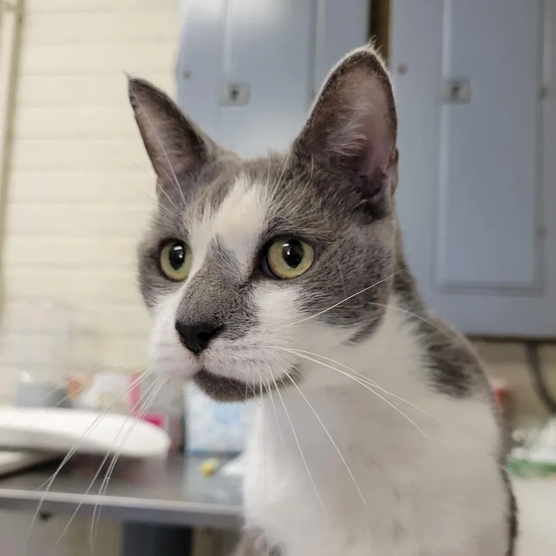 An adult medium-sized female Gray / Blue / Silver Domestic Short Hair cat named Jenny for adoption in Ruckersville, VA