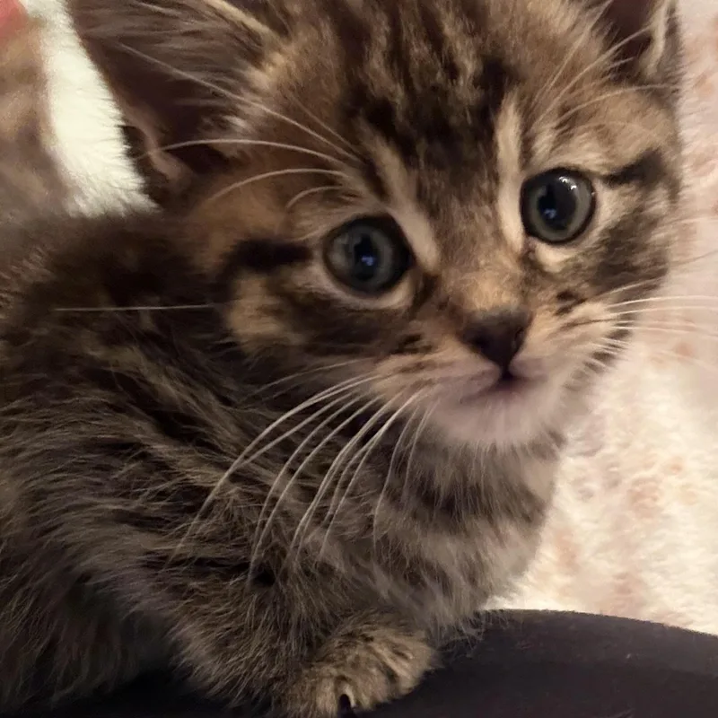 A baby medium-sized male Tabby (Brown / Chocolate) Domestic Short Hair cat named Levi for adoption in jacksonville, FL