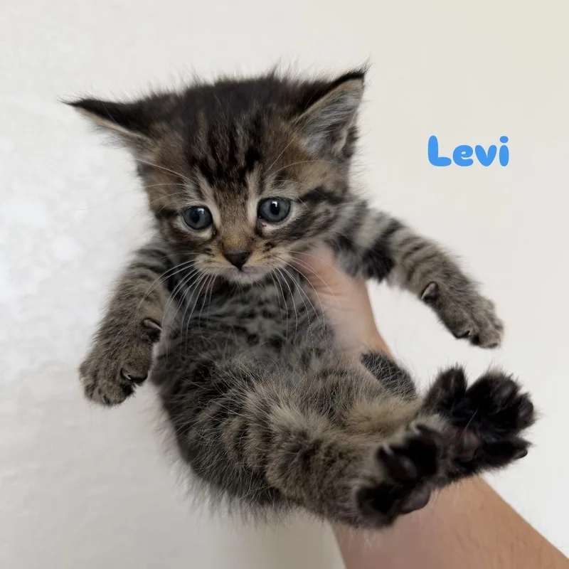 Levi thumbnail 5