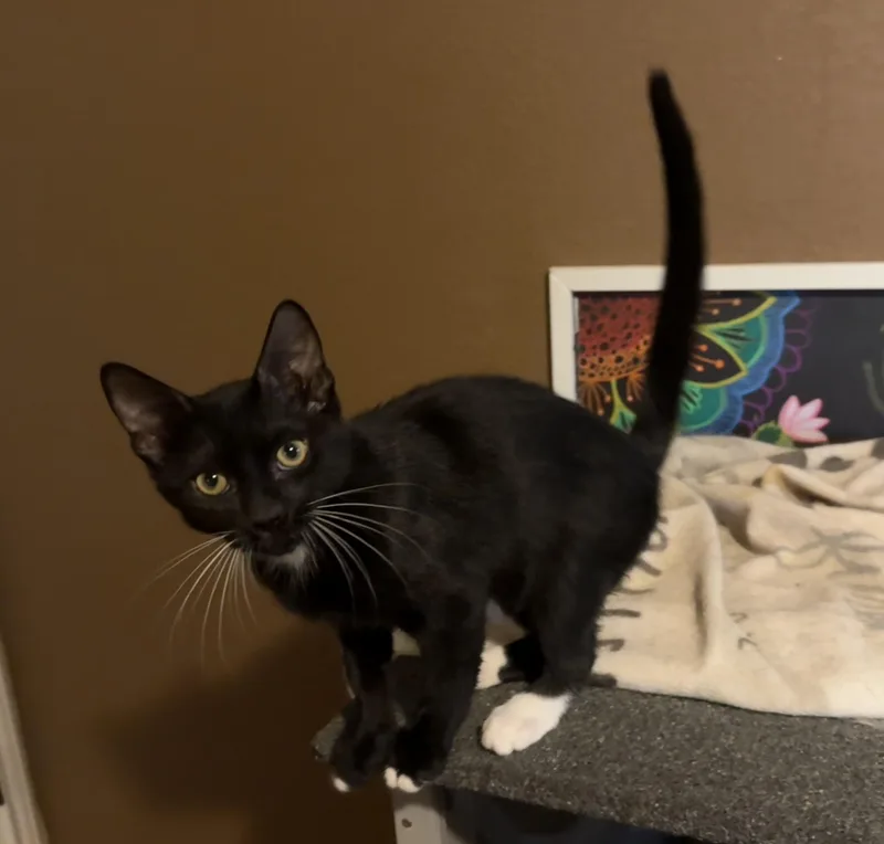 A baby small-sized male Black & White / Tuxedo Domestic Short Hair cat named Kelsier for adoption in Schertz, TX