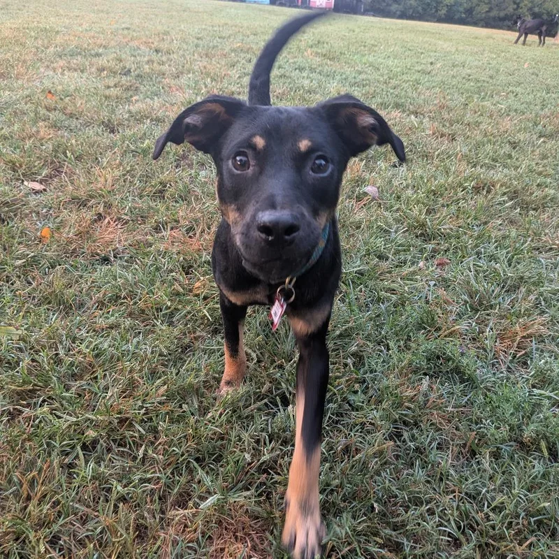 A young small-sized female Black Feist dog named Libby for adoption in Wake Forest, NC