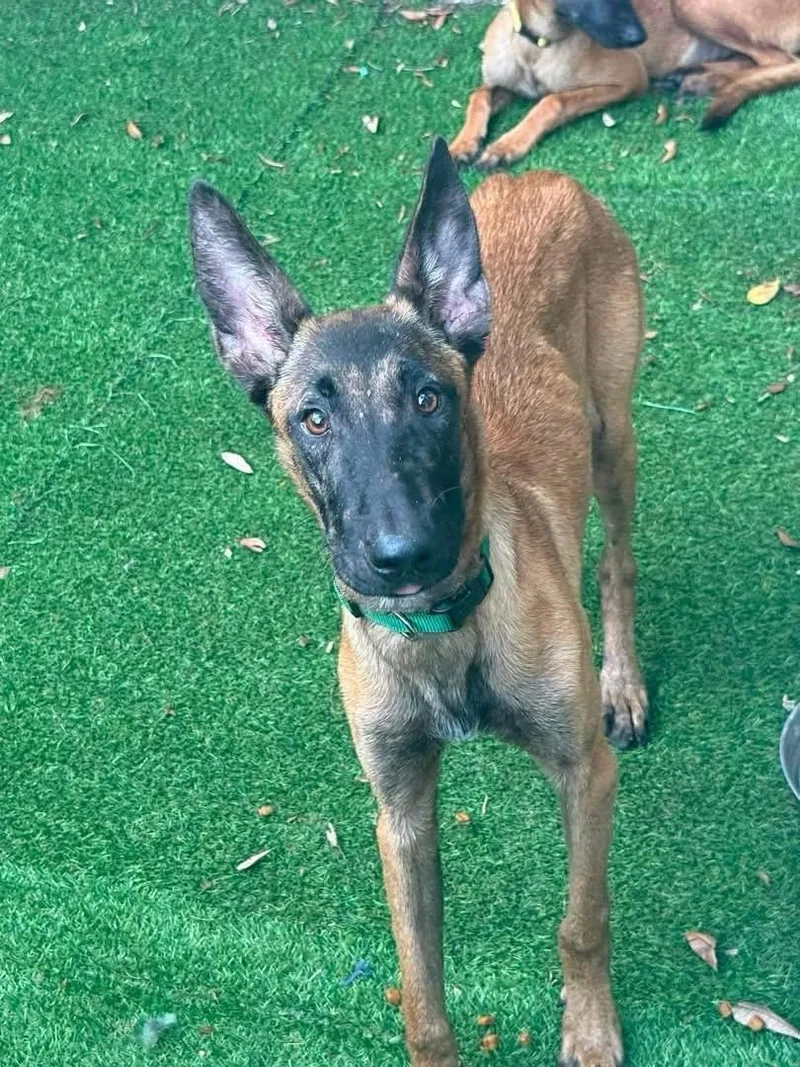 A young medium-sized female Belgian Shepherd / Malinois dog named Kendall for adoption in Parrish, FL