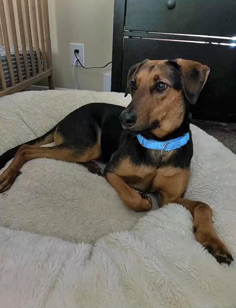 A young medium-sized male Bicolor Coonhound dog named Shiloh for adoption in San Antonio, TX