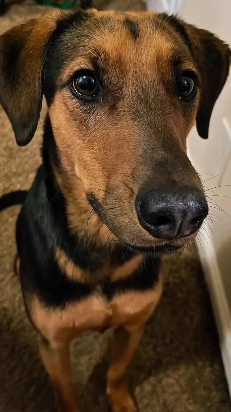 Shiloh thumbnail 3