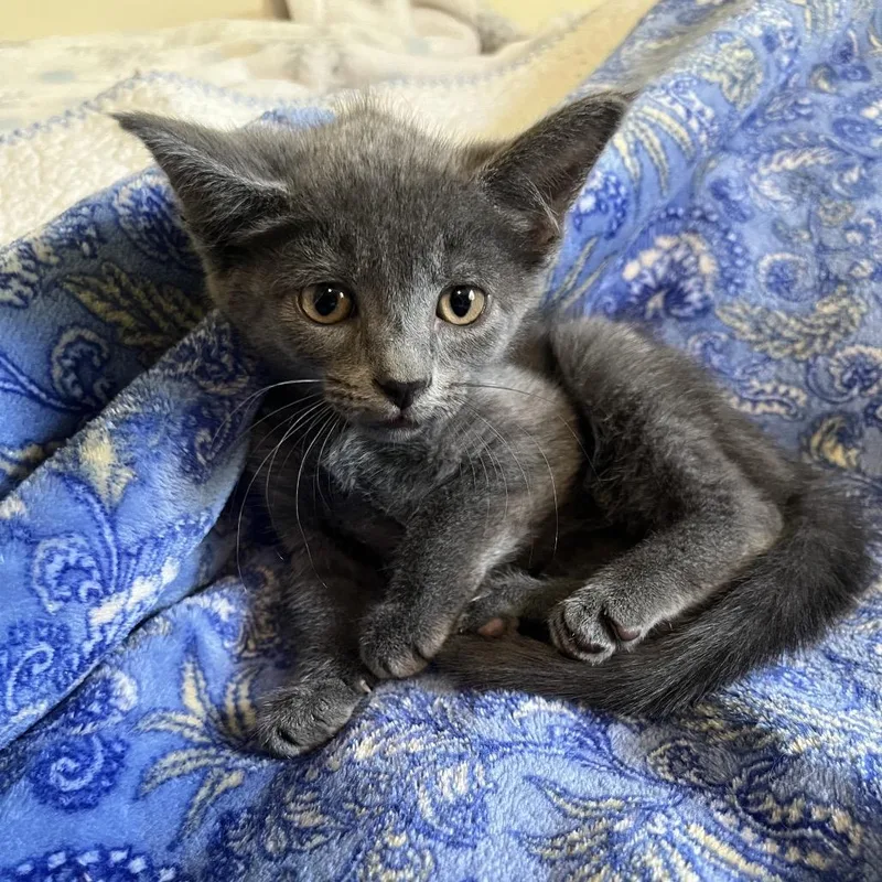 A baby small-sized female Gray / Blue / Silver Domestic Short Hair cat named Delilah for adoption in Waldorf, MD