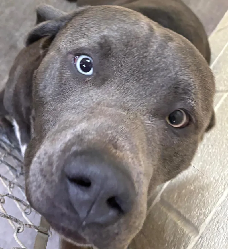 A young large-sized male Pit Bull Terrier dog named Johnson for adoption in Elizabethton, TN