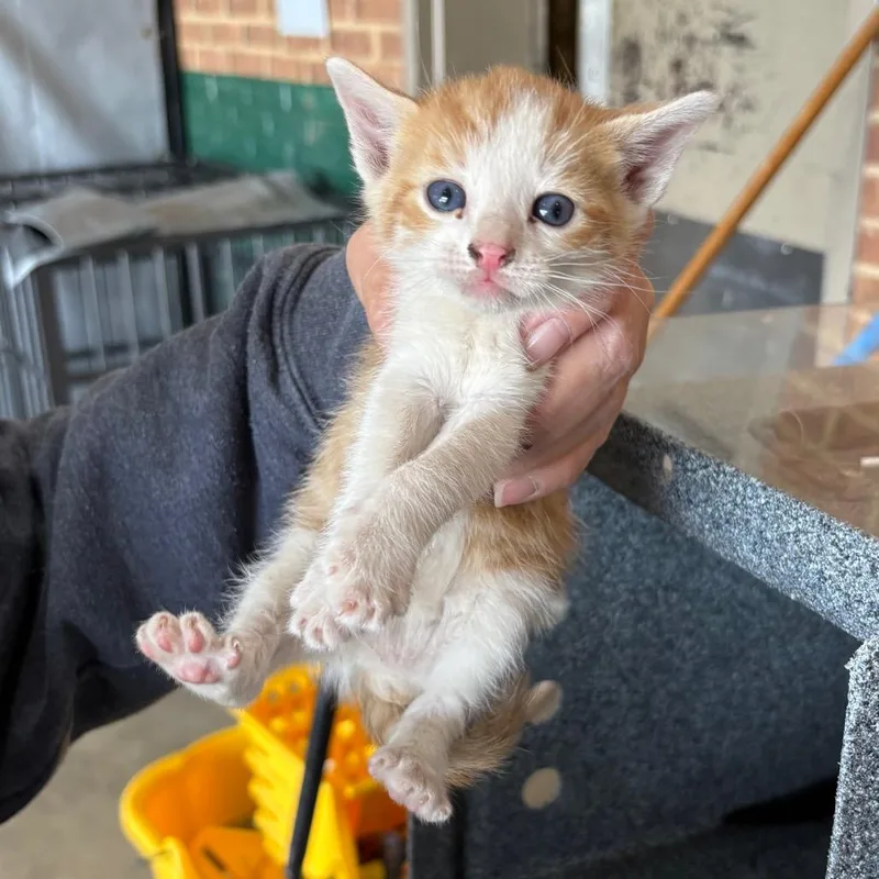 A baby small-sized male Orange / Red Domestic Short Hair cat named Mopsy for adoption in Birmingham, AL