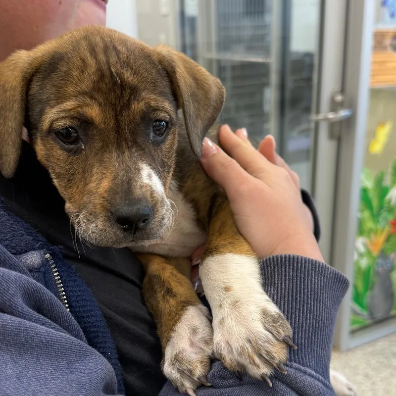 A baby small-sized female Brindle Boxer dog named El for adoption in Madisonville, TN