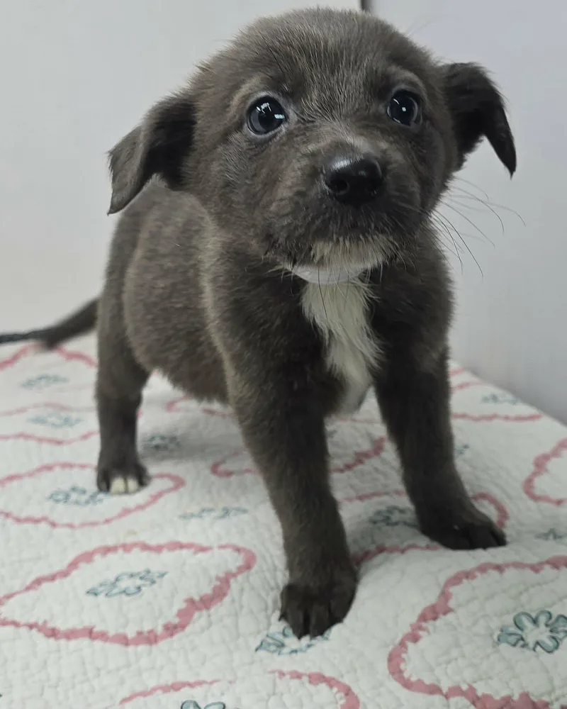 Grandeur thumbnail 2