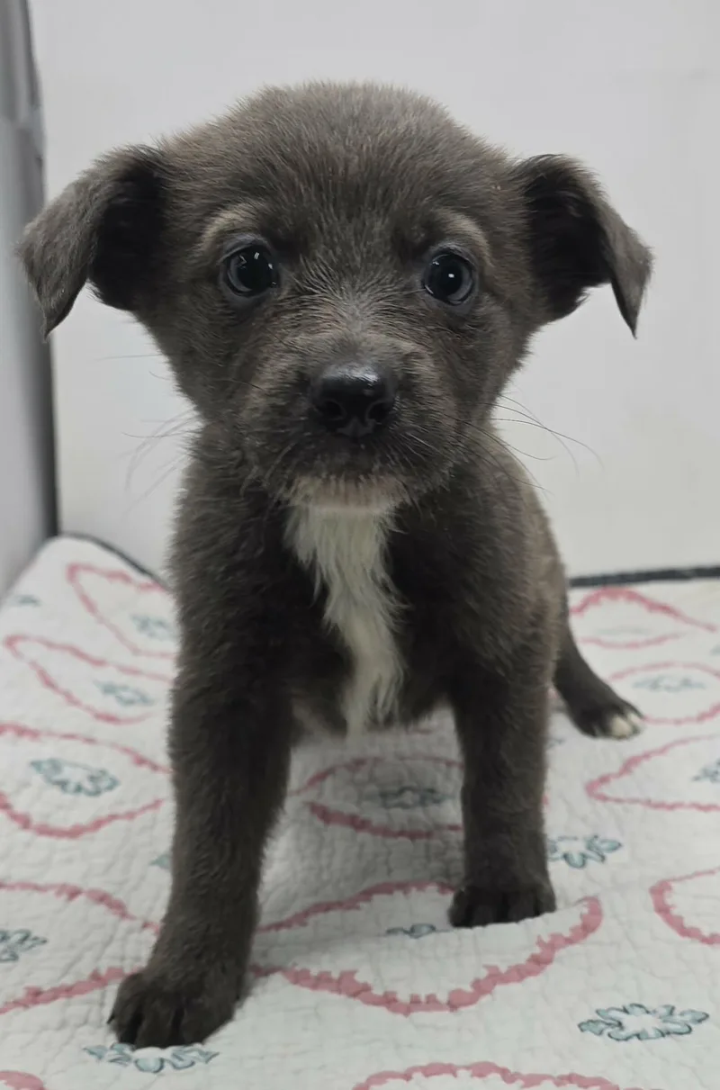 Grandeur thumbnail 3