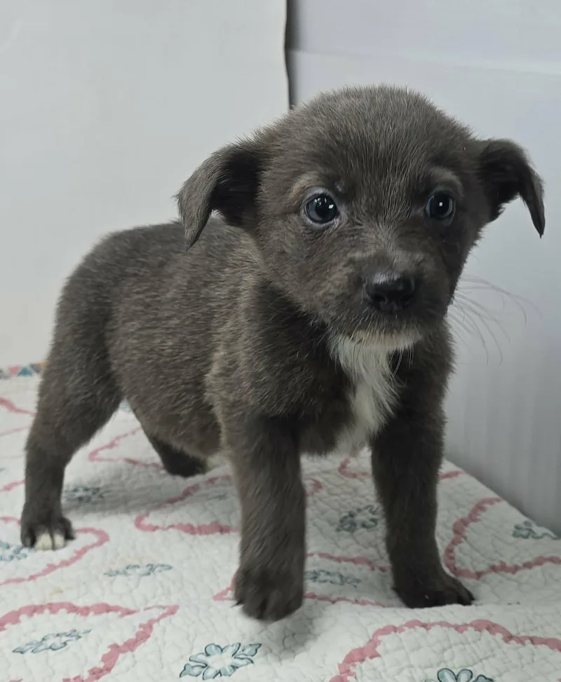 Grandeur thumbnail 4