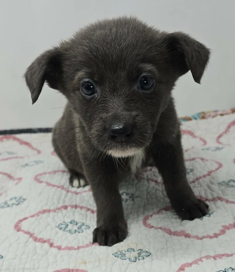 Grandeur thumbnail 5