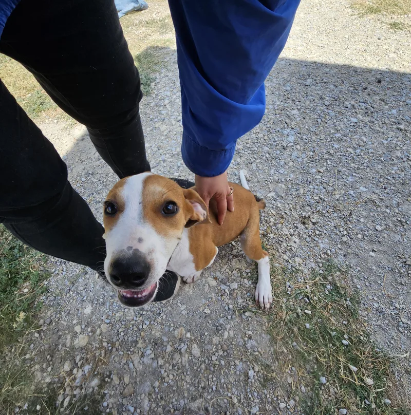 A baby small-sized female Golden Hound dog named Willow for adoption in Hamilton , TX